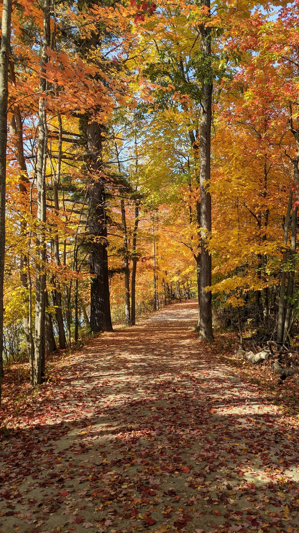 una strada sterrata circondata da molti alberi