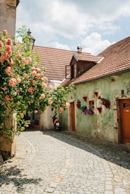 a cobblestone street with a building and a rose bush