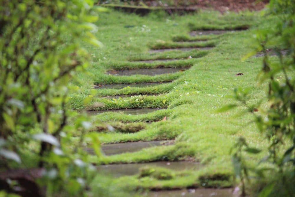 Un chemin fait de tremplins dans un jardin