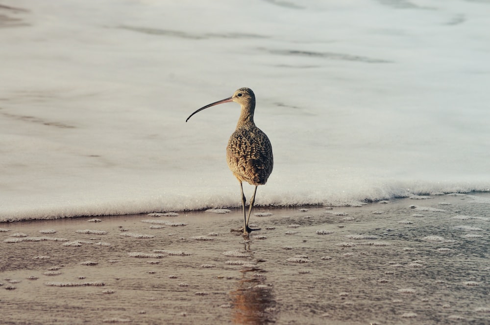 a bird standing on a beach next to the ocean