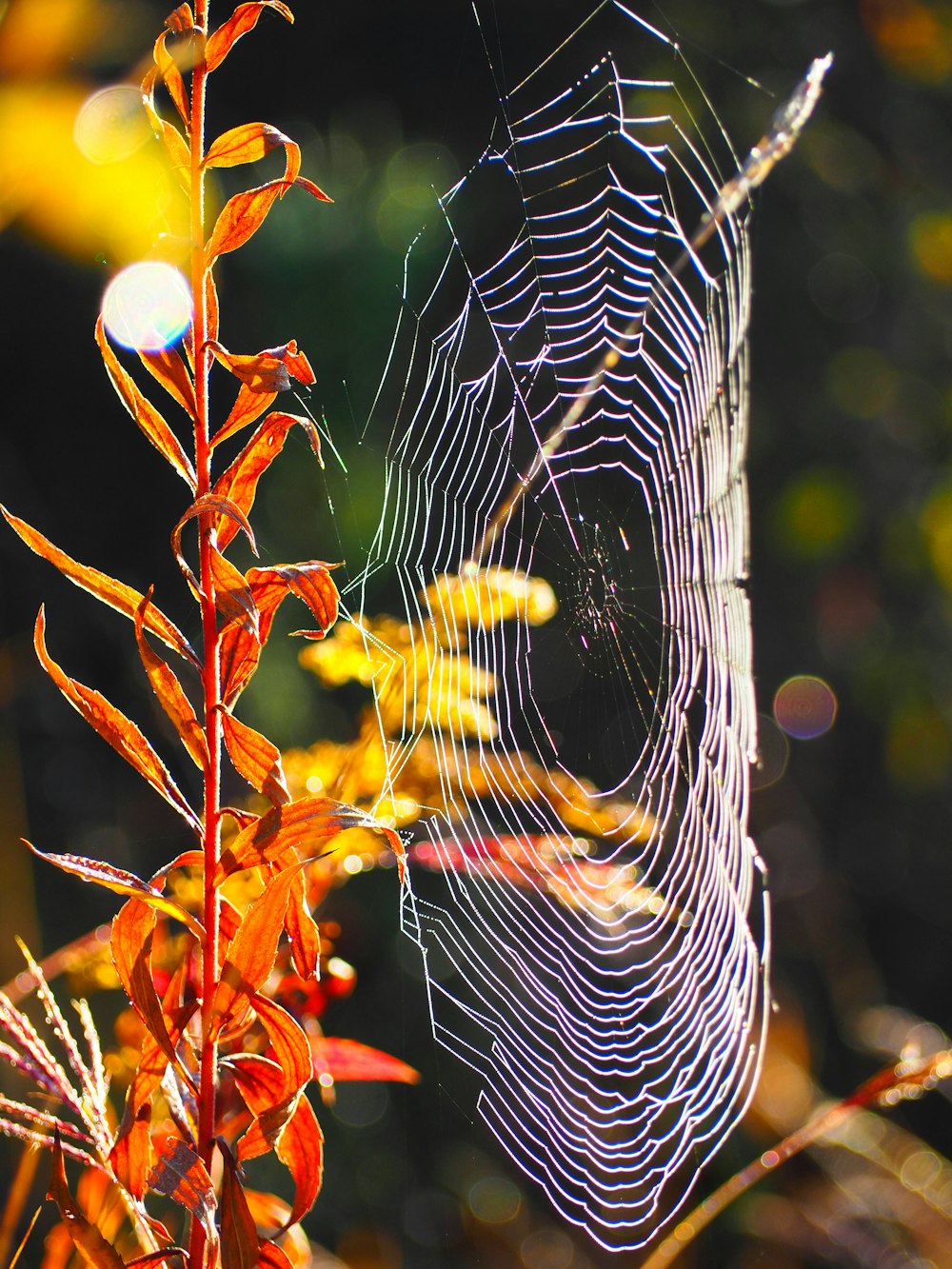 a close up of a spider web on a plant