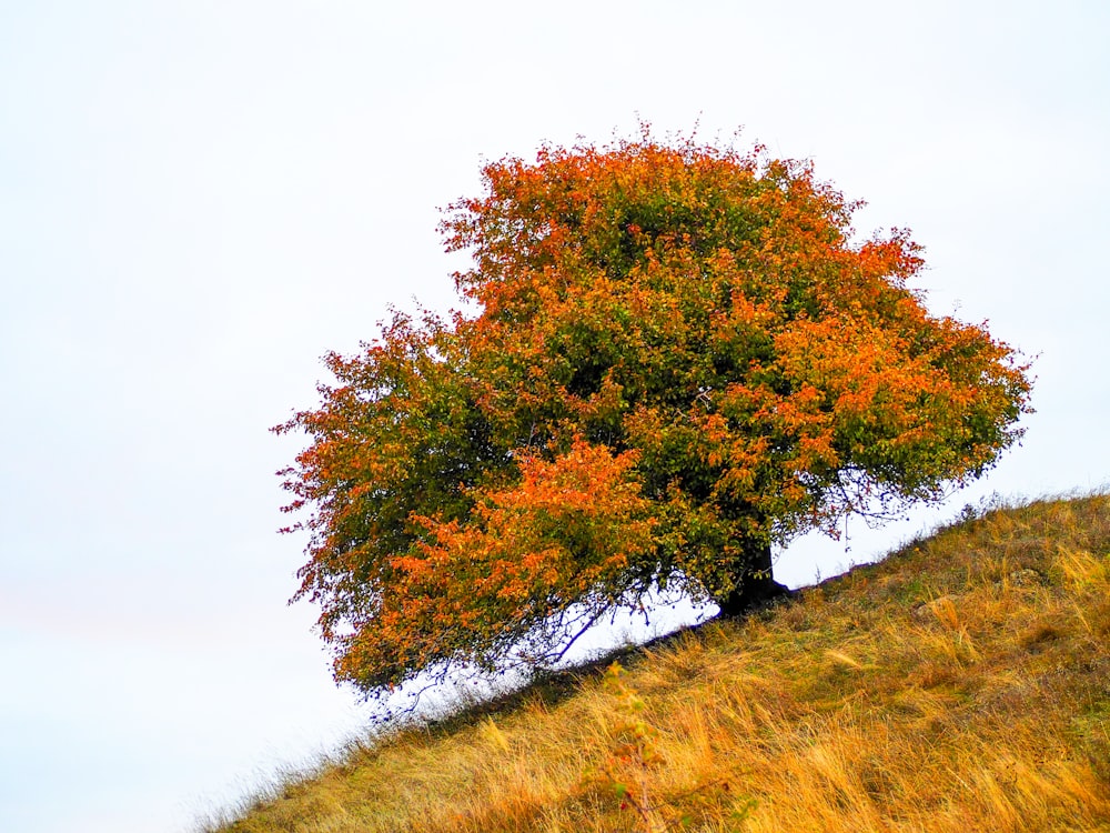 a tree with orange leaves on a hill