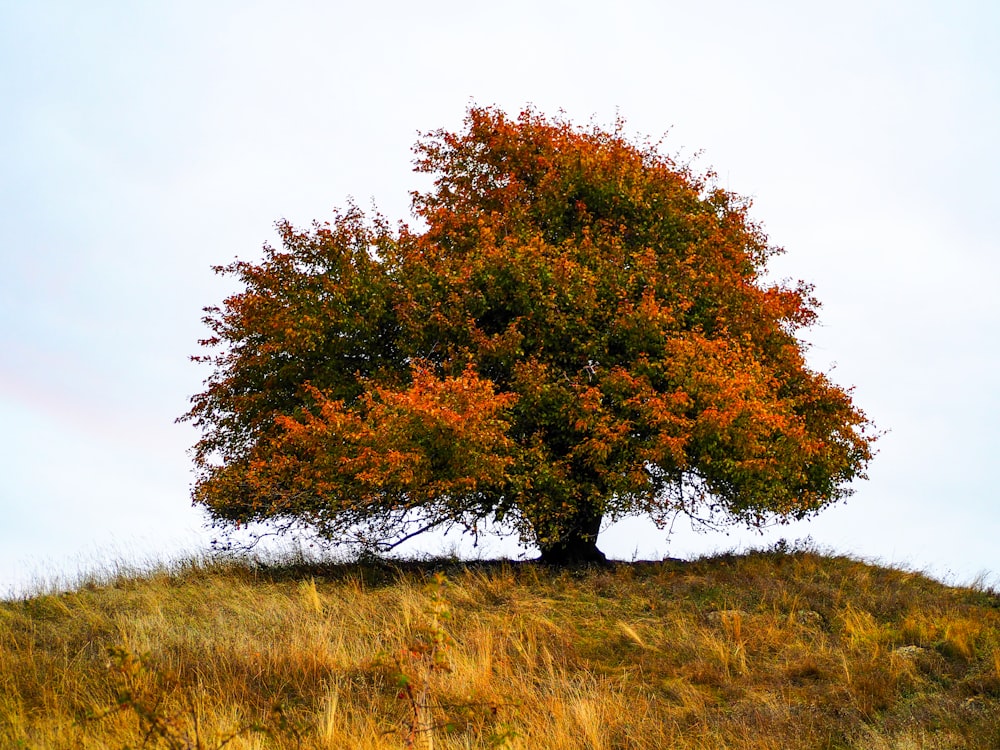 a tree on a hill with a sky background