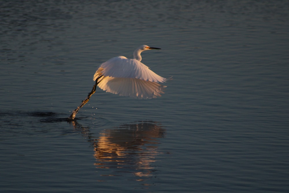물 위를 날아다니는 커다란 흰 새