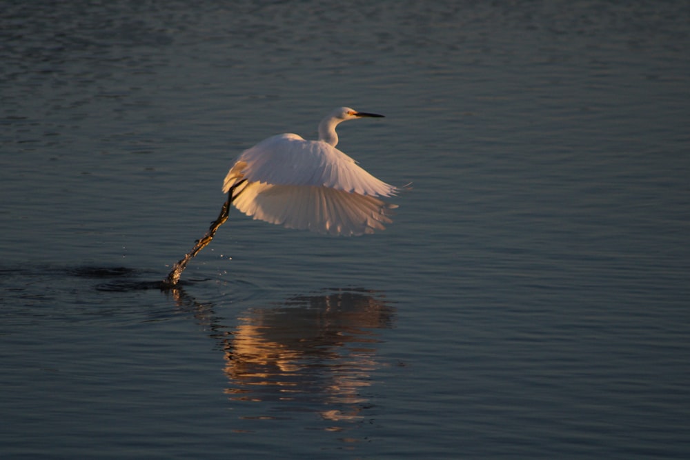 a large white bird flying over a body of water