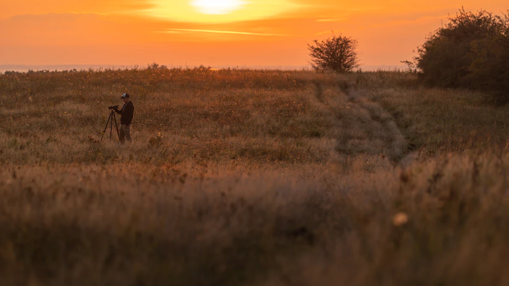 Chien dans un champ au coucher du soleil