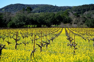 a field full of yellow flowers with trees in the background