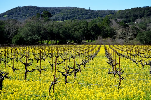 a field full of yellow flowers with trees in the background