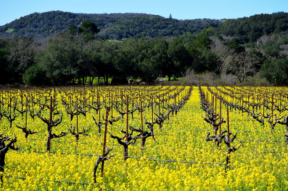 a field full of yellow flowers with trees in the background