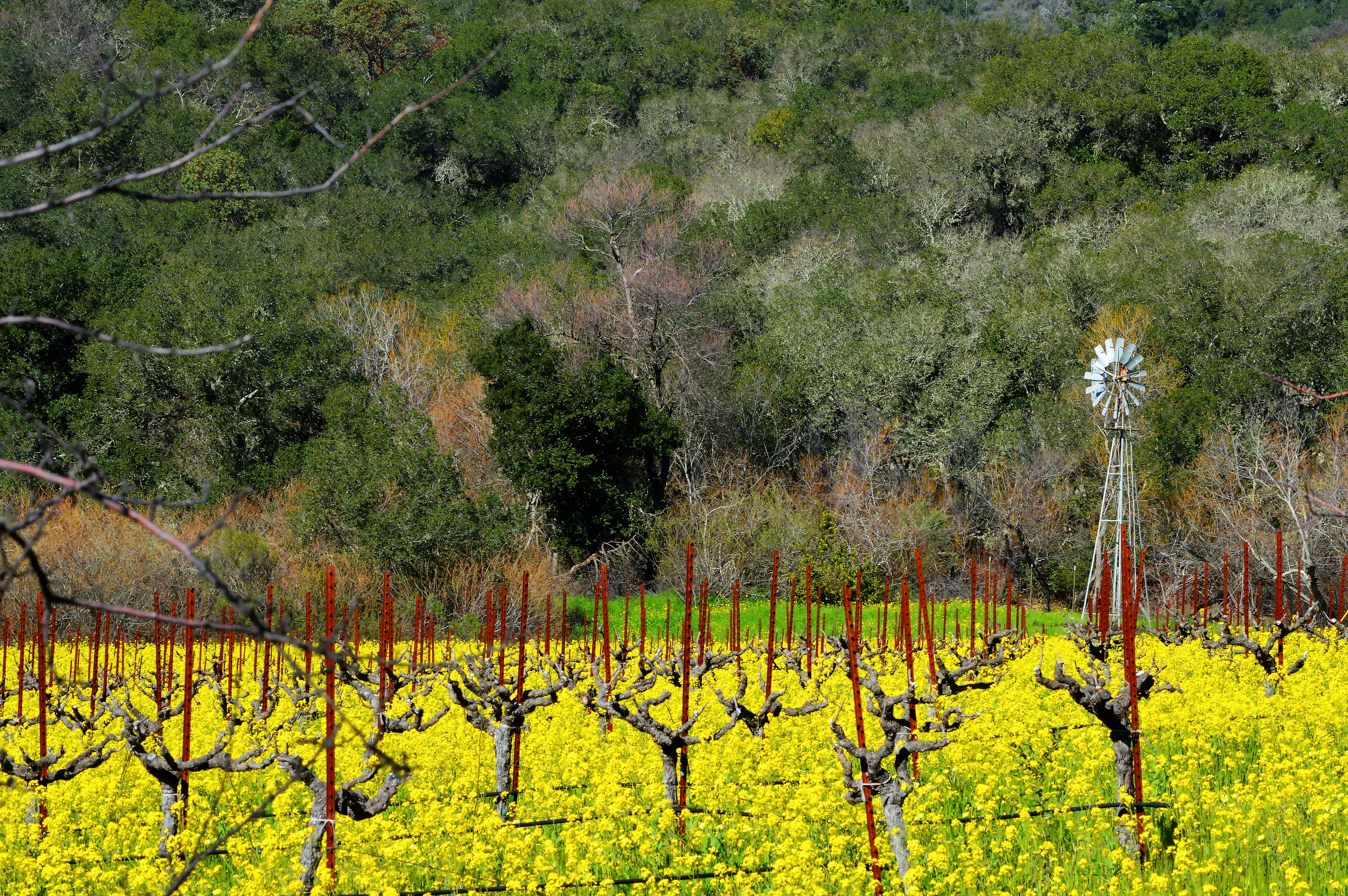 a field full of yellow flowers next to a forest, Sonoma Vineyard