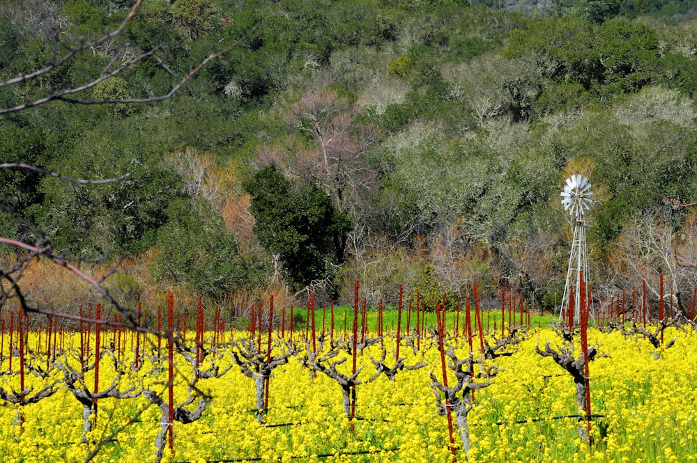 a field full of yellow flowers next to a forest