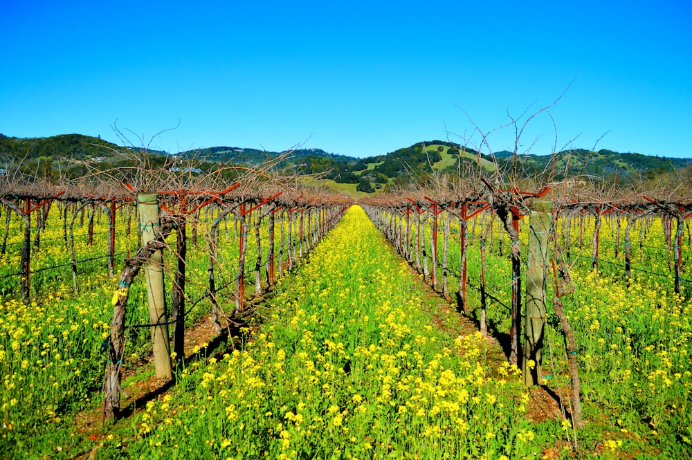 Un campo di fiori gialli e viti con le montagne sullo sfondo