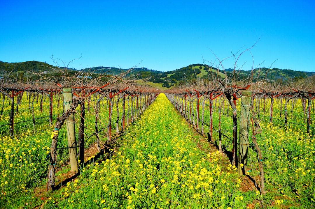 a field of yellow flowers and vines with mountains in the background, Sonoma Vineyard