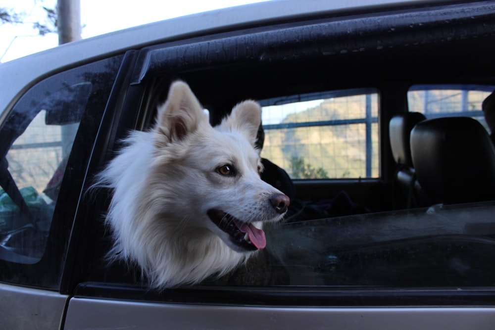 a dog sticking its head out of a car window