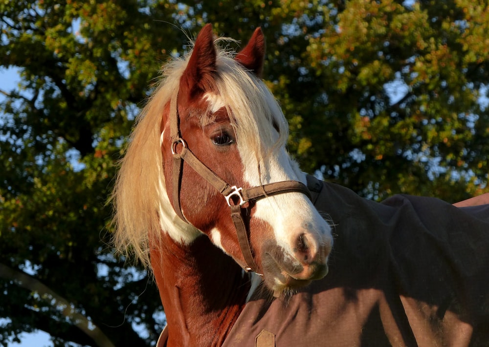 a brown and white horse wearing a blanket