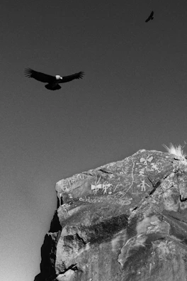 a black and white photo of a bird flying over a rock