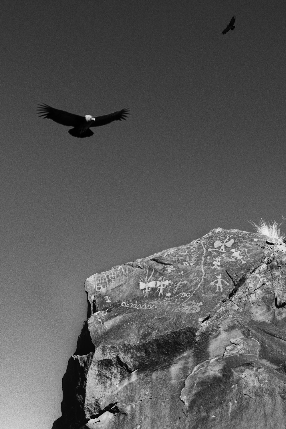 a black and white photo of a bird flying over a rock