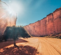 a dirt road with a tree in the middle of it