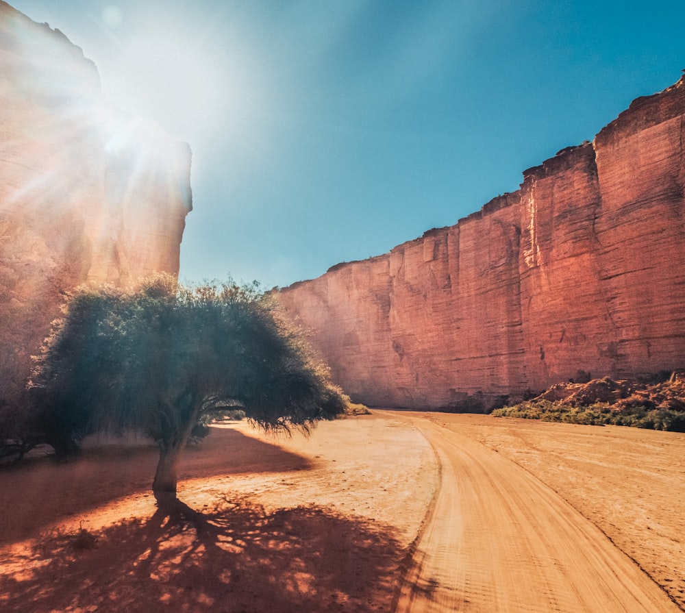 a dirt road with a tree in the middle of it