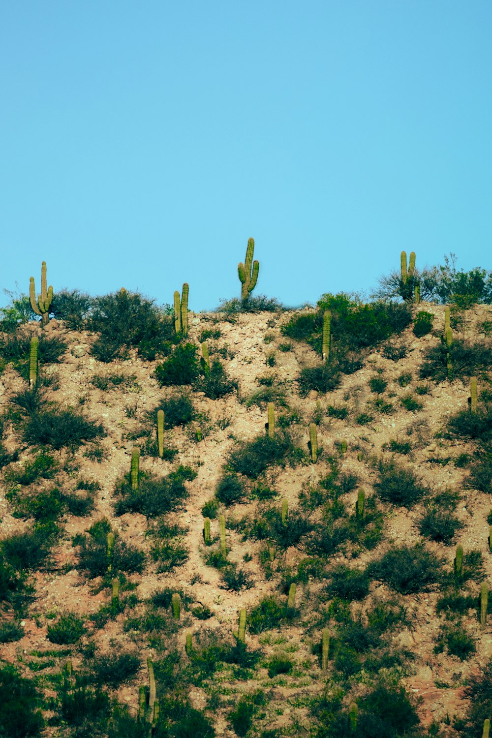 Una colina cubierta de plantas de cactus con un cielo azul en el fondo