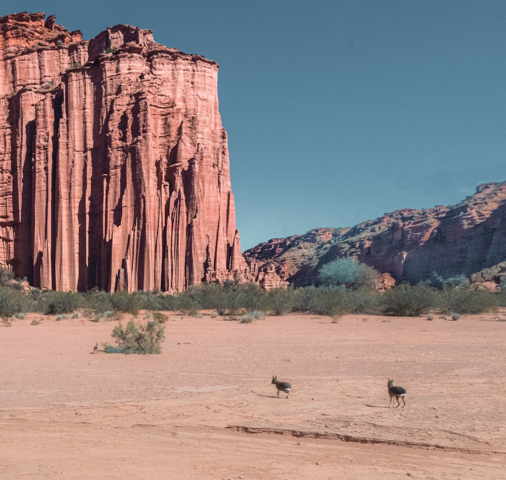 a desert scene with two animals in the foreground