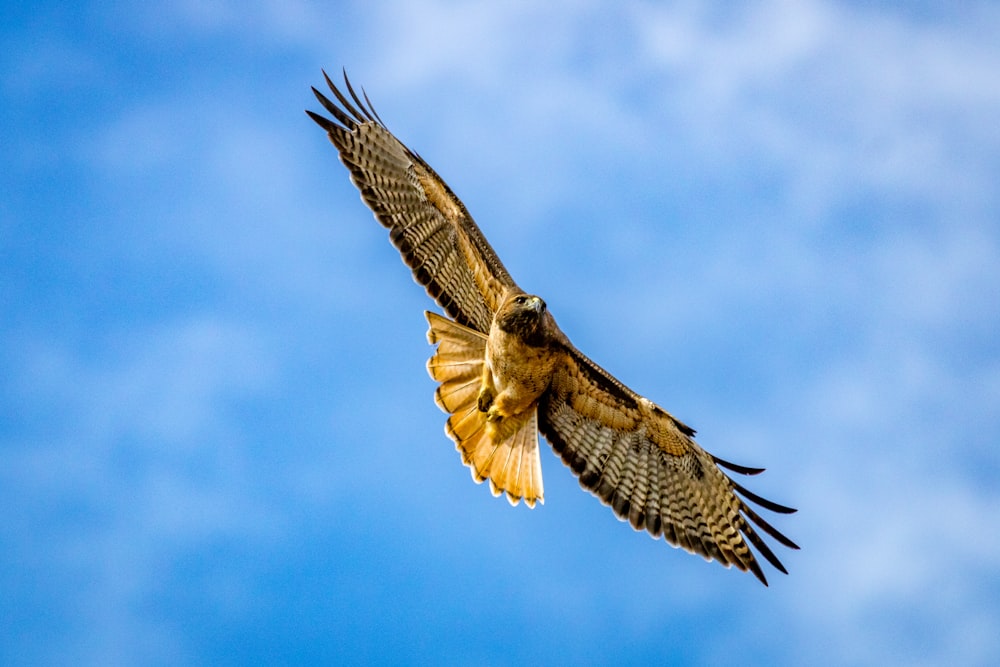 a bird of prey flying through the air