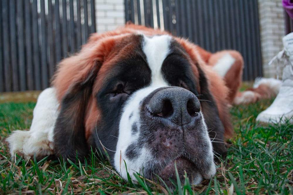 a close up of a dog laying in the grass