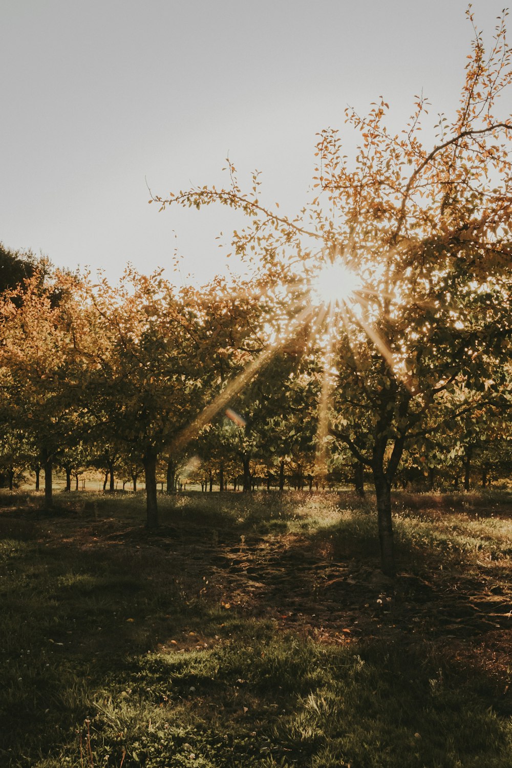 the sun is shining through the trees in the park