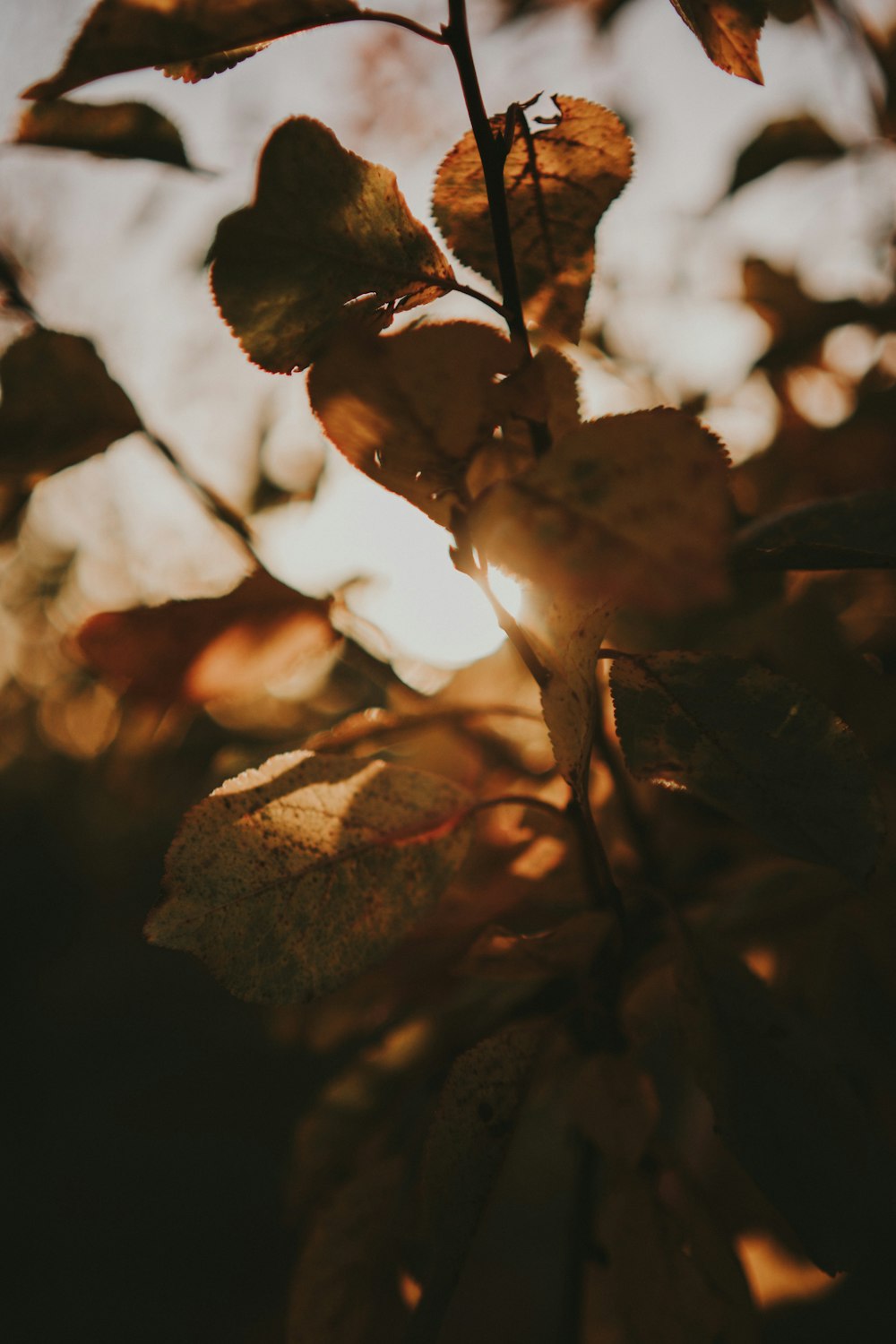 the sun shining through the leaves of a tree