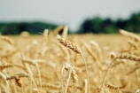a field of wheat with trees in the background