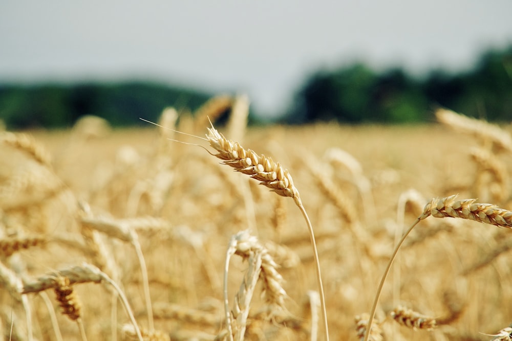 a field of wheat with trees in the background