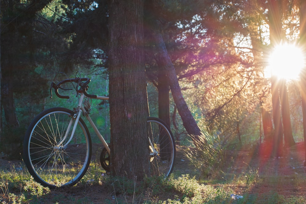 a bike parked next to a tree in a forest