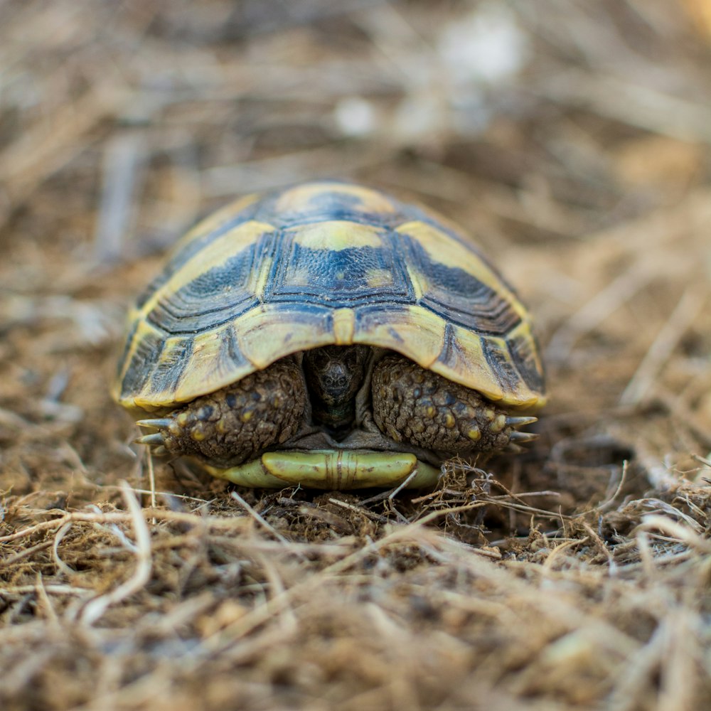 a close up of a turtle on the ground