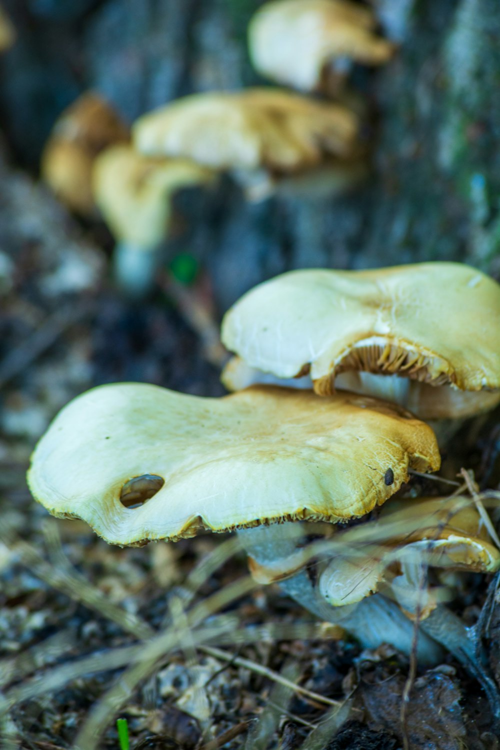 a group of mushrooms growing on the ground