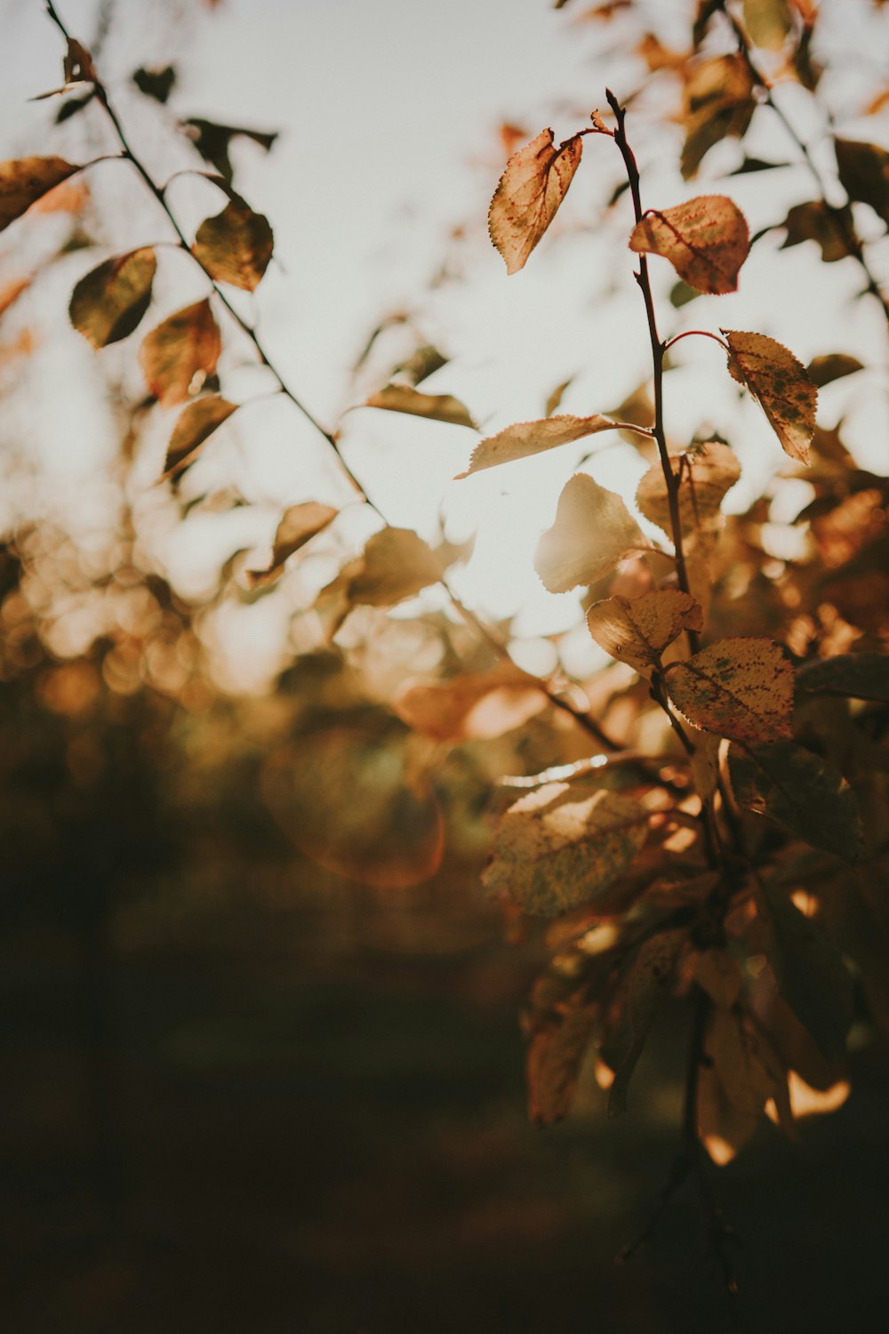 a close up of leaves on a tree