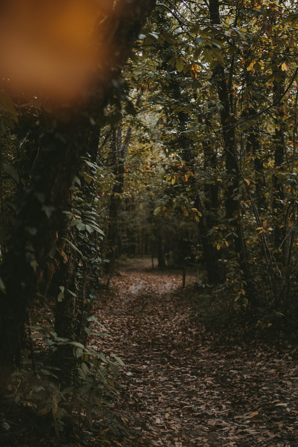 a path in the woods with leaves on the ground