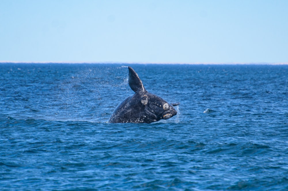 a humpback whale is swimming in the ocean