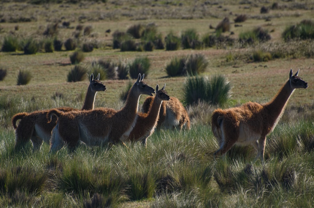 a herd of llamas walking through a grassy field