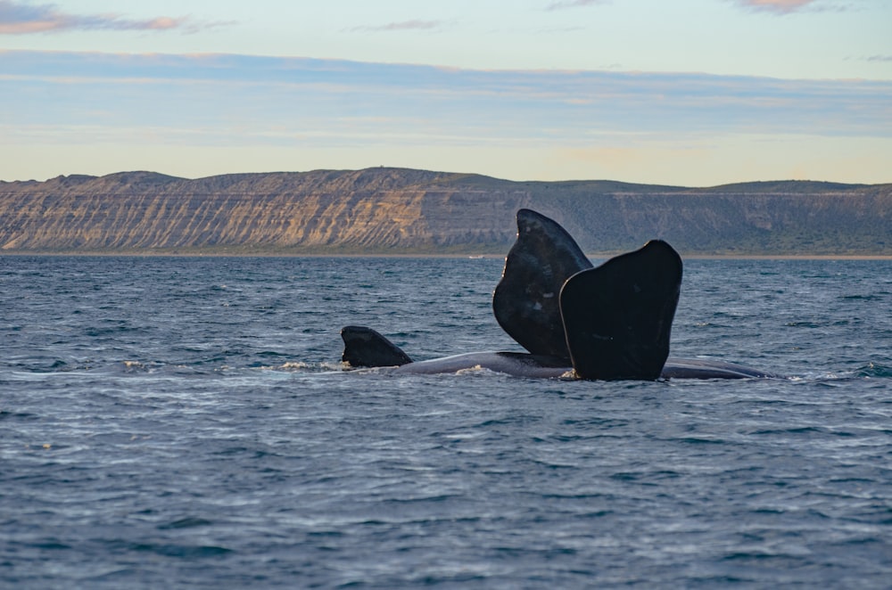 a couple of whales are swimming in the water