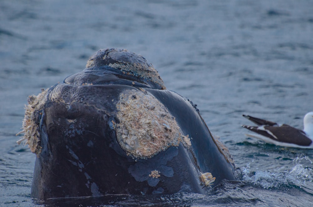 a humpback whale in the water with a seagull nearby