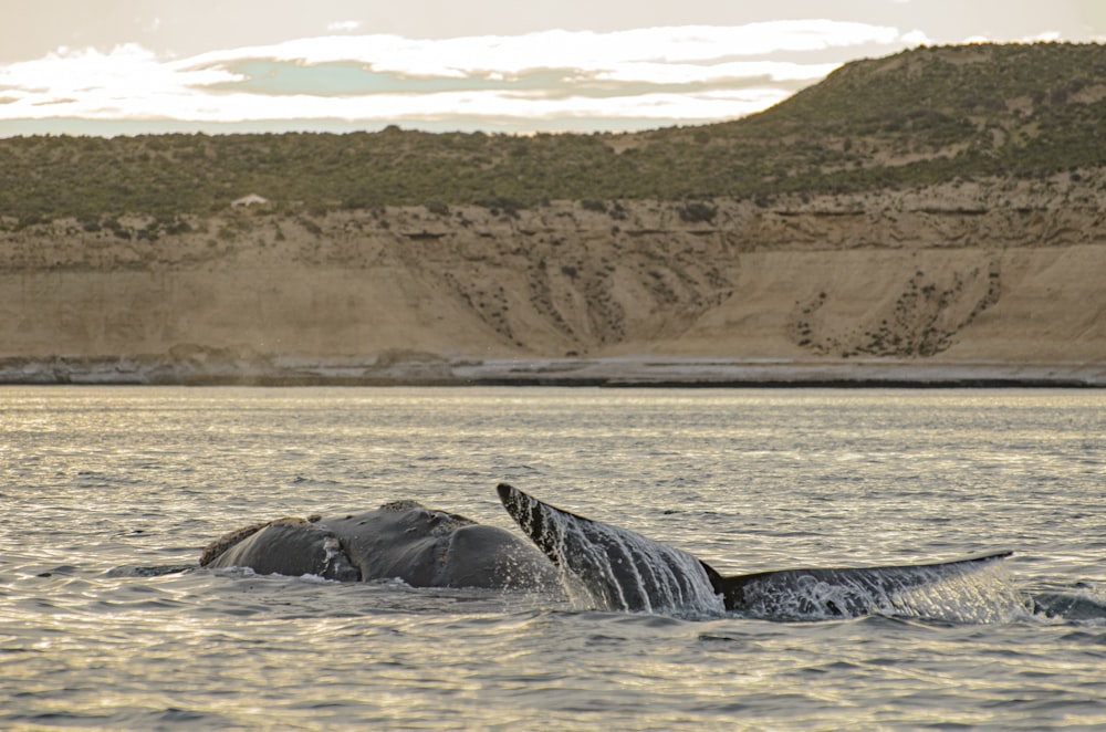 a humpback whale dives into the water