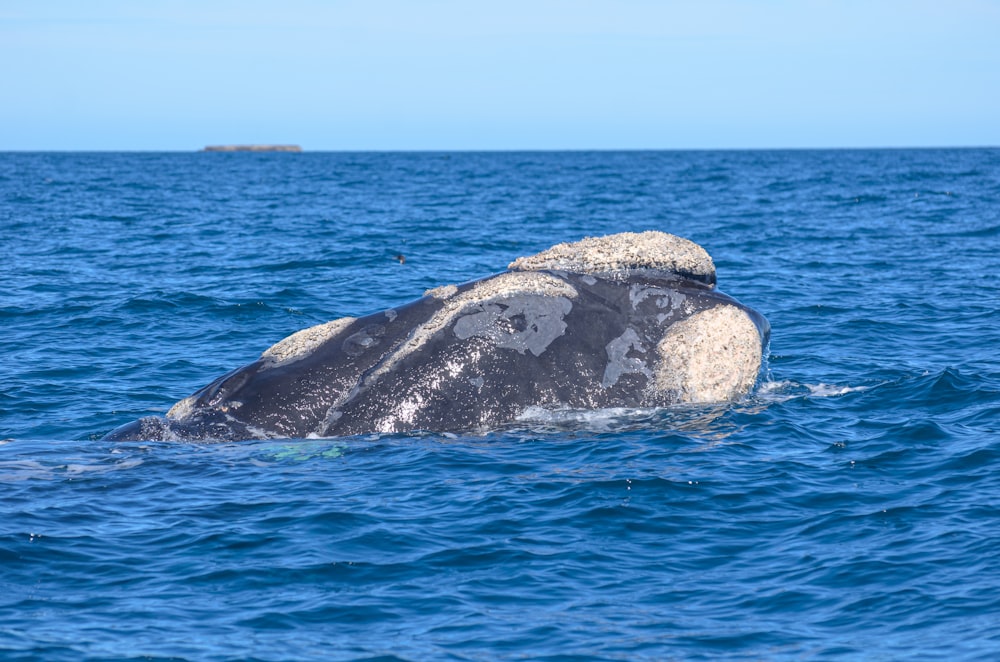 a gray whale is swimming in the ocean