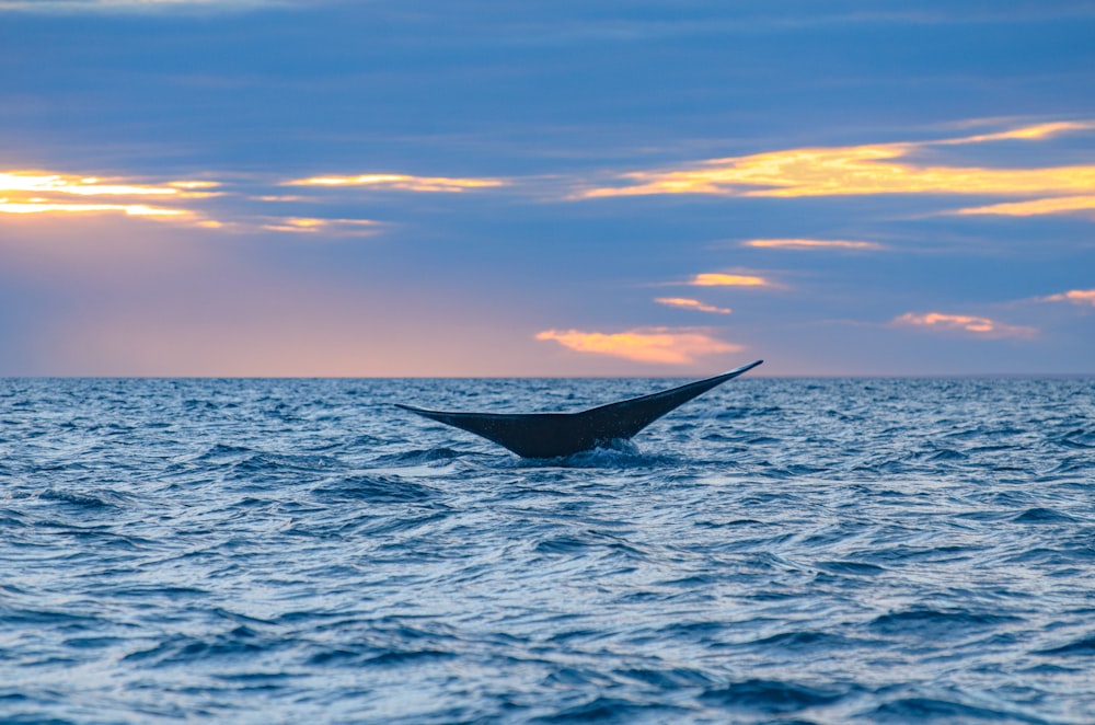a humpback whale tail flups out of the water