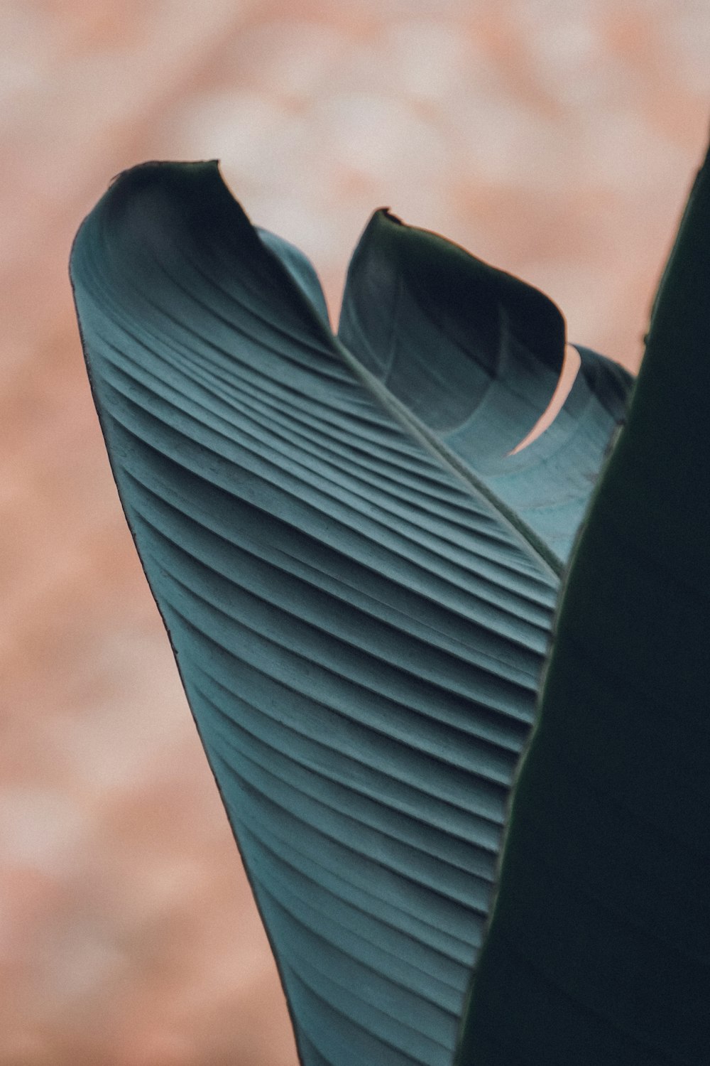 a close up of a green banana leaf