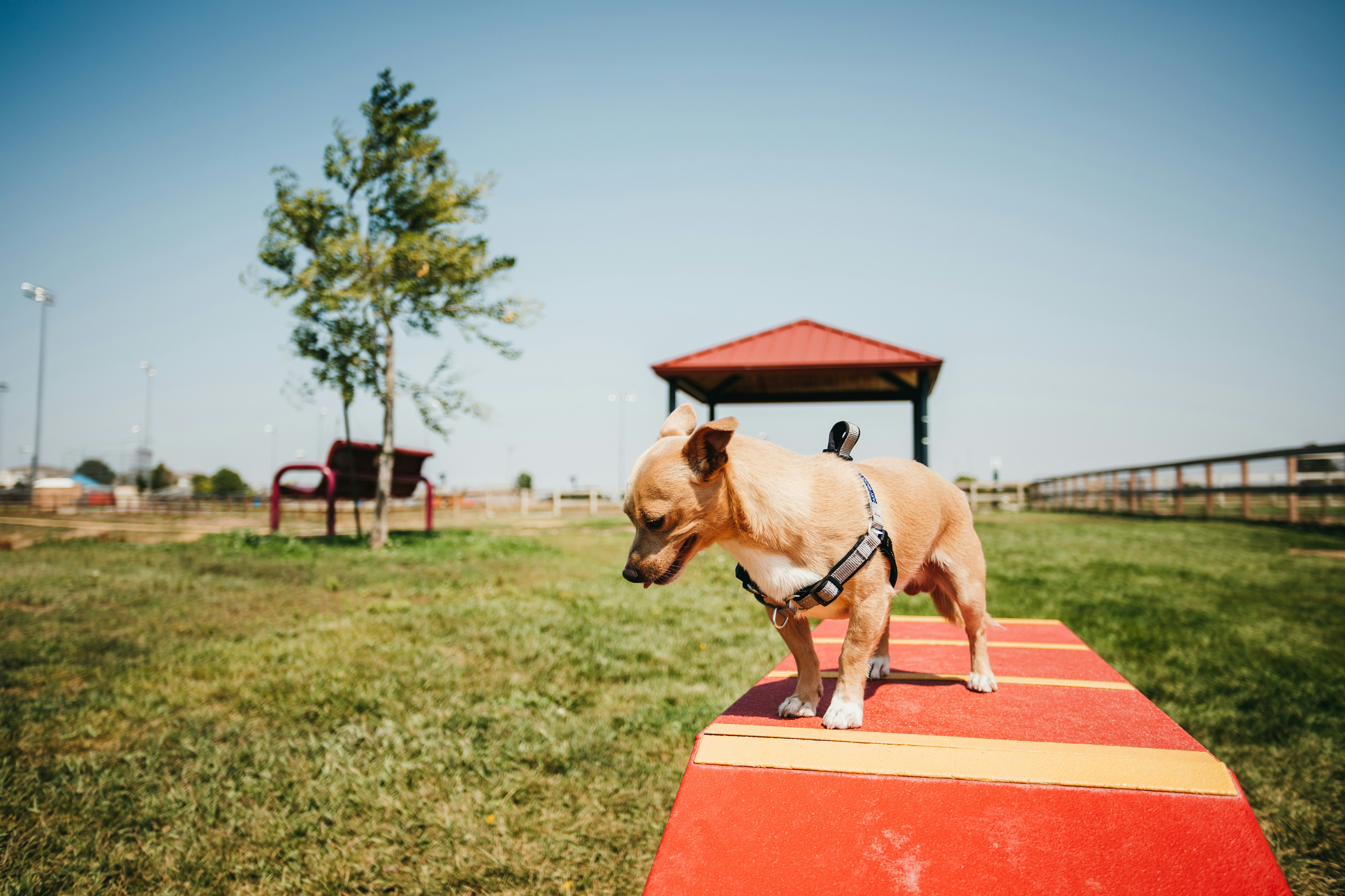 dog park with agility gear and shade - apartments with pet amenities