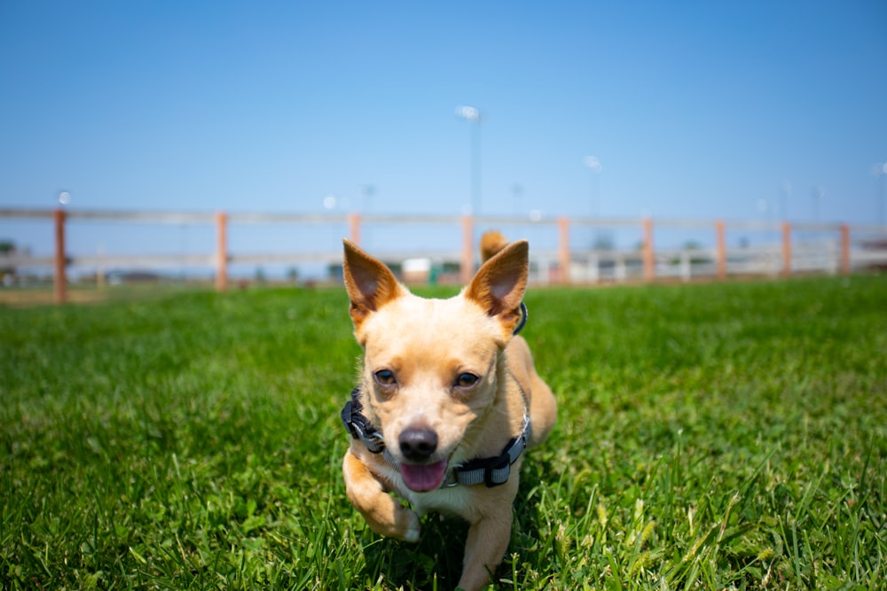 a small dog running through a grassy field