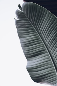 A large, green banana leaf is prominently showcased against a light background. The leaf displays prominent ridges and a slightly waxy texture, with its edges curving softly. The lighting gives it a soft, serene look.