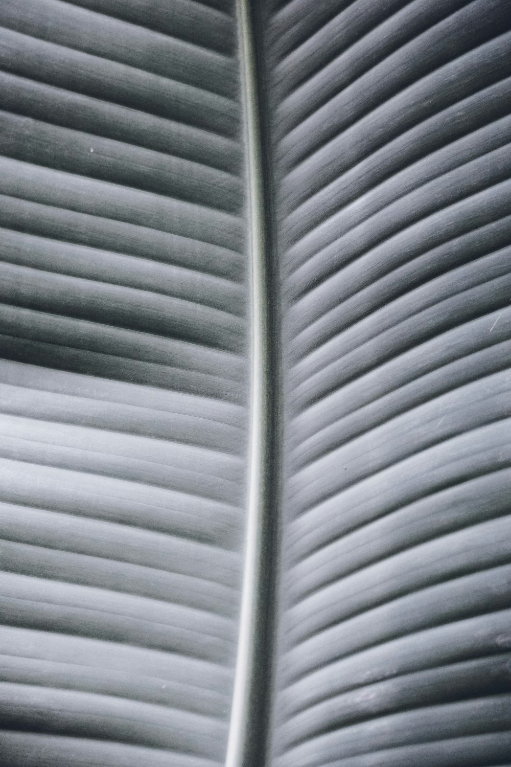 a black and white photo of a banana leaf