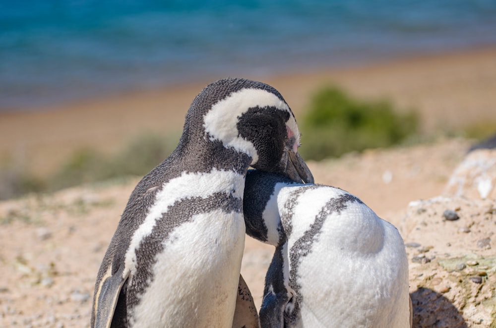 two penguins standing next to each other on a beach