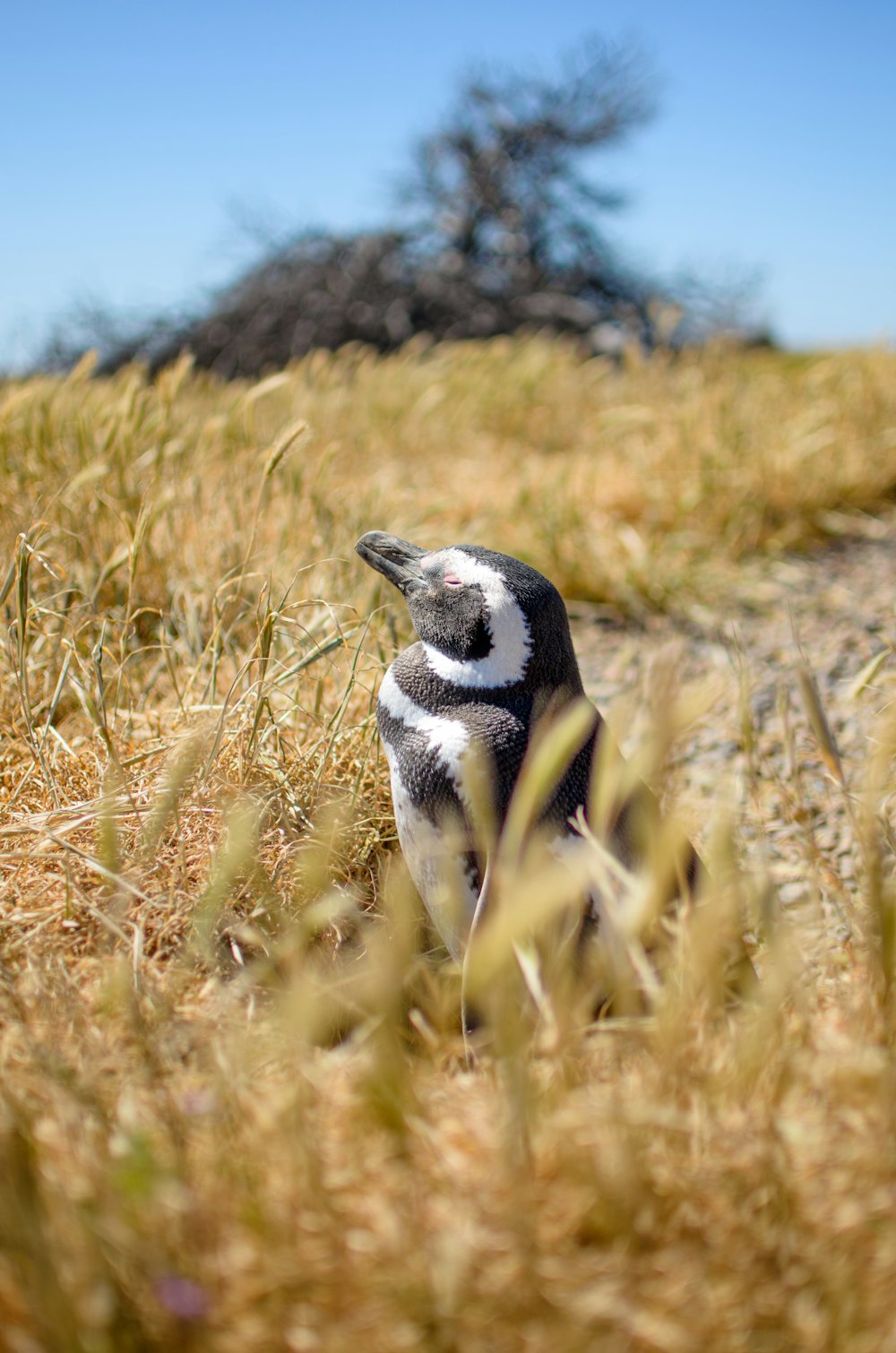 a small black and white bird sitting in the grass